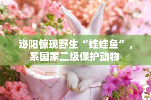 泌陽驚現野生“娃娃魚”，系國家二級保護動物 