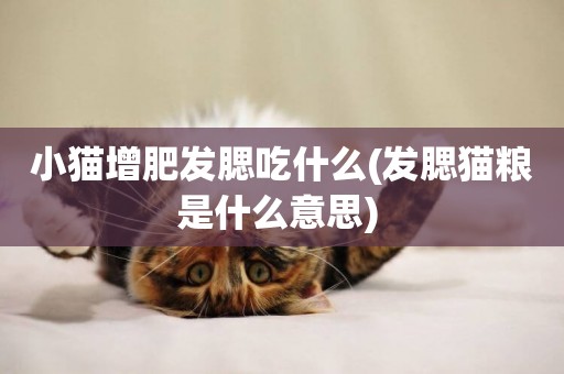 小貓增肥發腮吃什么(發腮貓糧是什么意思) 