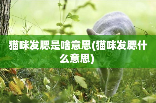 貓咪發腮是啥意思(貓咪發腮什么意思) 