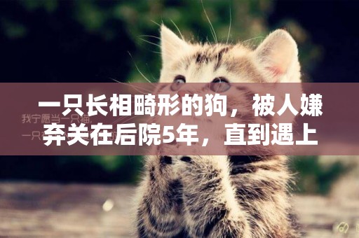 一只長相畸形的狗，被人嫌棄關在后院5年，直到遇上她才得以解脫 