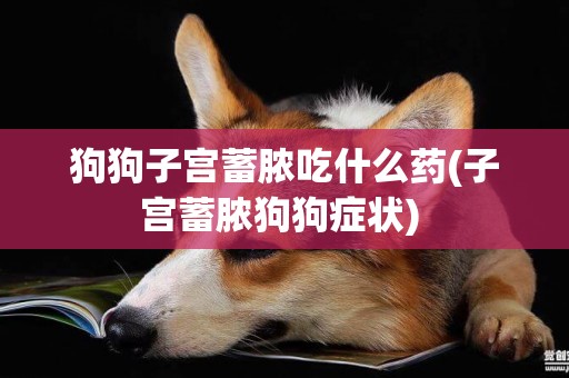 狗狗子宮蓄膿吃什么藥(子宮蓄膿狗狗癥狀) 