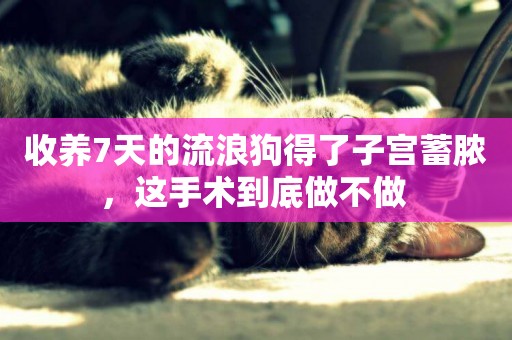 收養7天的流浪狗得了子宮蓄膿，這手術到底做不做 