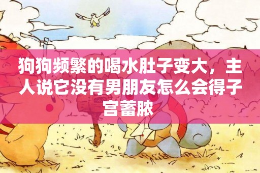 狗狗頻繁的喝水肚子變大，主人說它沒有男朋友怎么會得子宮蓄膿 