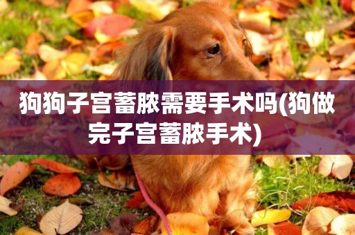 狗狗子宮蓄膿需要手術嗎(狗做完子宮蓄膿手術) 
