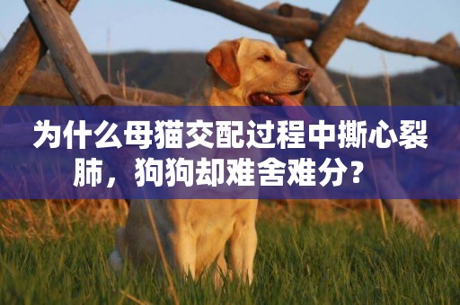 為什么母貓交配過程中撕心裂肺，狗狗卻難舍難分？ 