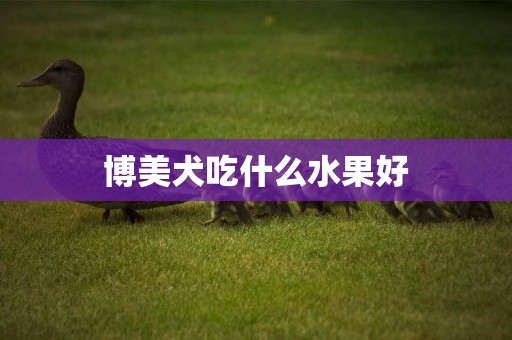 博美犬吃什么水果好