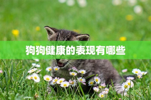 狗狗健康的表現有哪些