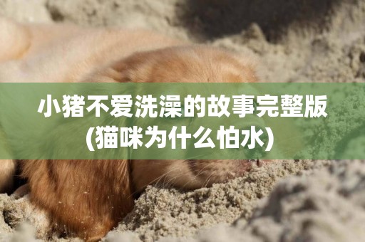 小豬不愛洗澡的故事完整版(貓咪為什么怕水) 
