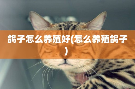鴿子怎么養殖好(怎么養殖鴿子) 