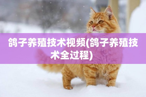 鴿子養殖技術視頻(鴿子養殖技術全過程) 