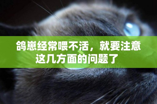 鴿崽經常喂不活，就要注意這幾方面的問題了 