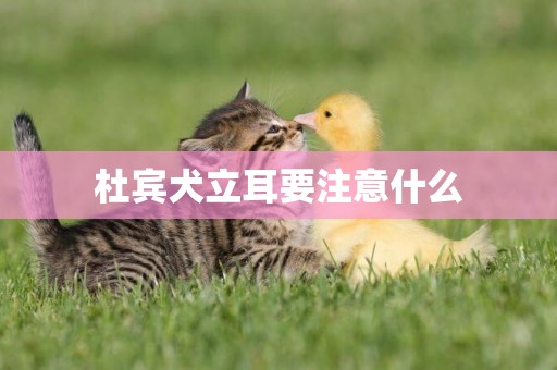 杜賓犬立耳要注意什么