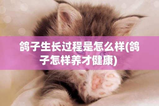 鴿子生長過程是怎么樣(鴿子怎樣養才健康) 