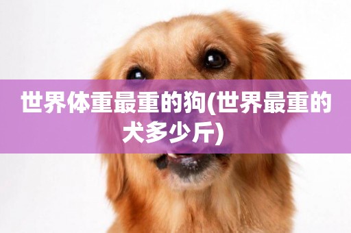 世界體重最重的狗(世界最重的犬多少斤) 