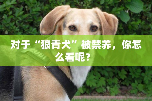 對于“狼青犬”被禁養，你怎么看呢？ 