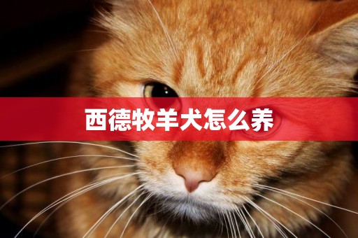 西德牧羊犬怎么養