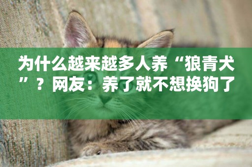 為什么越來越多人養“狼青犬”？網友：養了就不想換狗了 