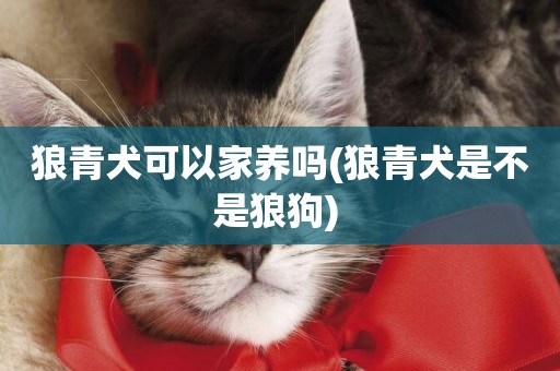 狼青犬可以家養嗎(狼青犬是不是狼狗) 
