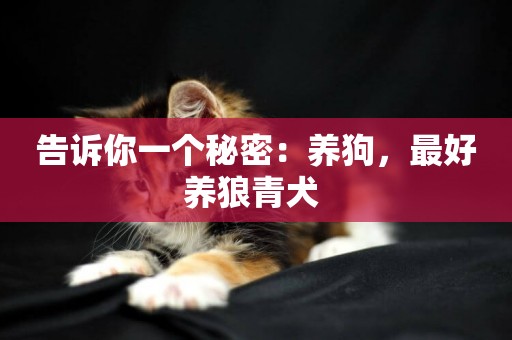 告訴你一個秘密：養狗，最好養狼青犬 