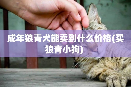 成年狼青犬能賣到什么價格(買狼青小狗) 