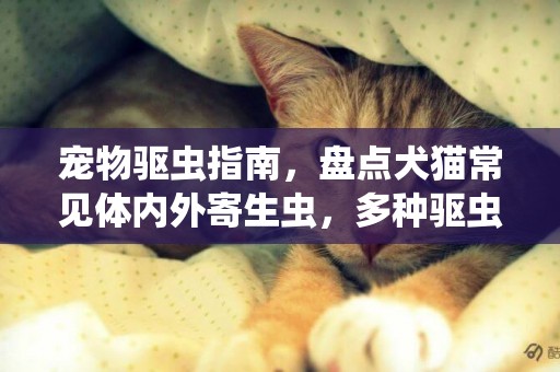 寵物驅蟲指南，盤點犬貓常見體內外寄生蟲，多種驅蟲藥作用大不同 