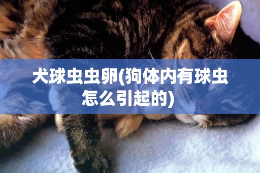 犬球蟲蟲卵(狗體內有球蟲怎么引起的) 