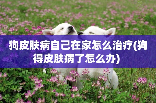 狗皮膚病自己在家怎么治療(狗得皮膚病了怎么辦) 