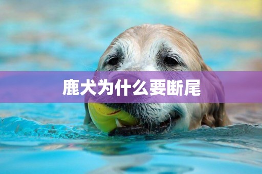 鹿犬為什么要斷尾