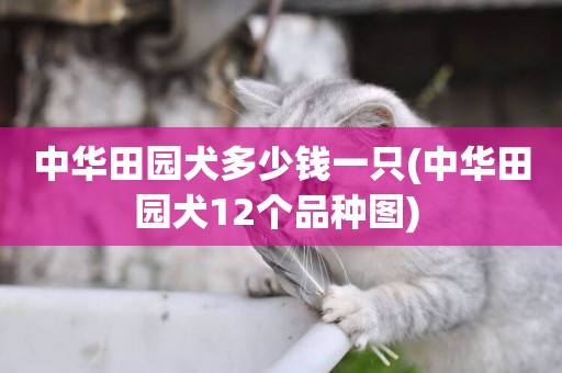 中華田園犬多少錢一只(中華田園犬12個品種圖) 