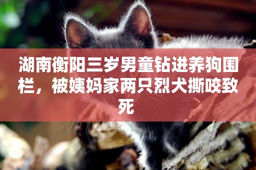 湖南衡陽三歲男童鉆進養狗圍欄，被姨媽家兩只烈犬撕咬致死 