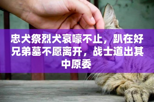 忠犬祭烈犬哀嚎不止，趴在好兄弟墓不愿離開，戰士道出其中原委 