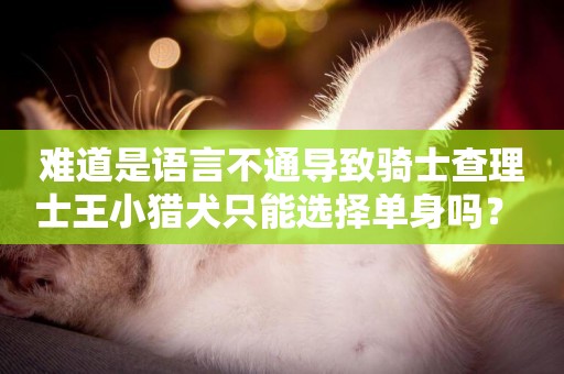 難道是語言不通導致騎士查理士王小獵犬只能選擇單身嗎？ 