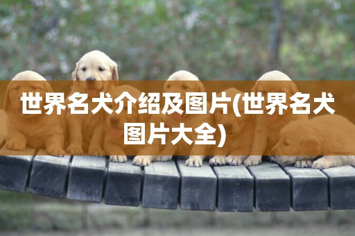 世界名犬介紹及圖片(世界名犬圖片大全) 