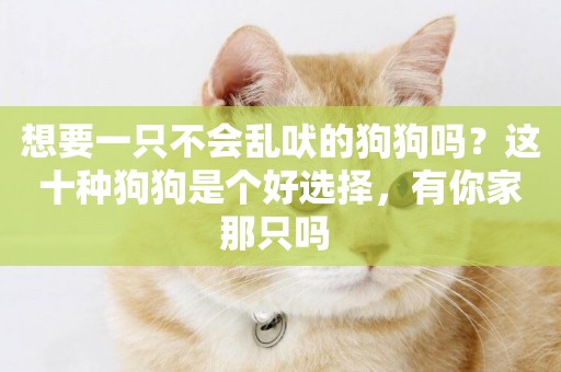 想要一只不會亂吠的狗狗嗎？這十種狗狗是個好選擇，有你家那只嗎 