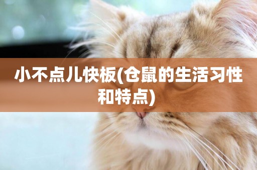 小不點兒快板(倉鼠的生活習性和特點) 