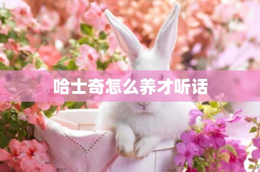 哈士奇怎么養才聽話