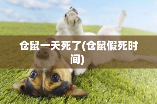 倉鼠一天死了(倉鼠假死時間) 