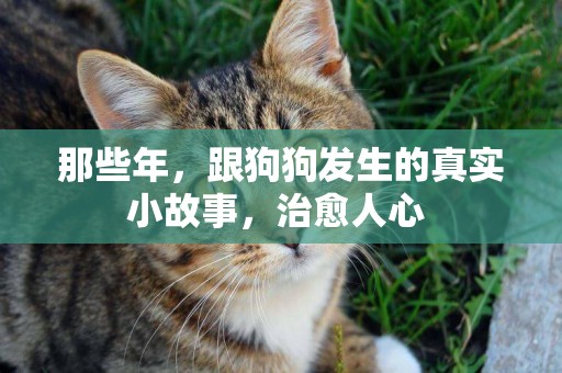 那些年，跟狗狗發生的真實小故事，治愈人心 