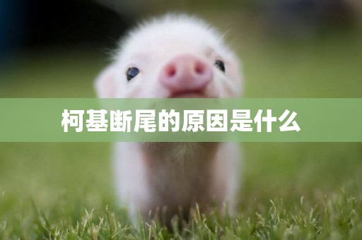 柯基斷尾的原因是什么