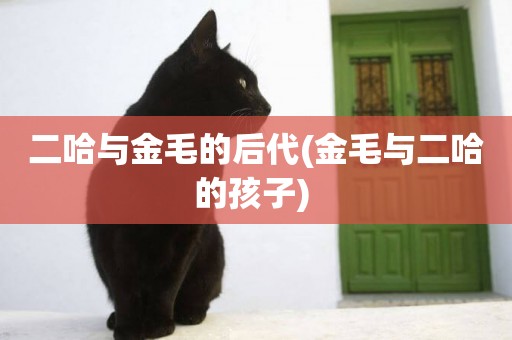 二哈與金毛的后代(金毛與二哈的孩子) 
