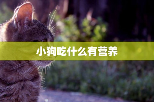 小狗吃什么有營養