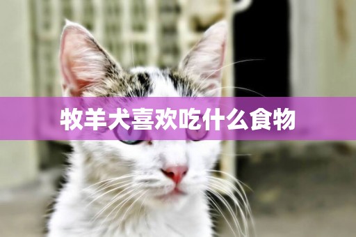 牧羊犬喜歡吃什么食物