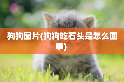 狗狗圖片(狗狗吃石頭是怎么回事) 