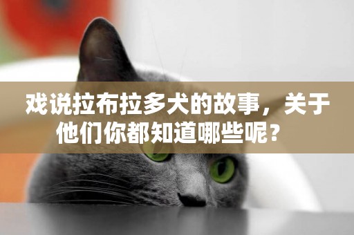 戲說拉布拉多犬的故事，關于他們你都知道哪些呢？ 