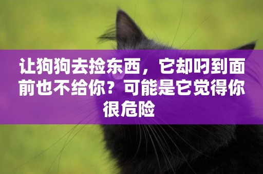 讓狗狗去撿東西，它卻叼到面前也不給你？可能是它覺得你很危險 