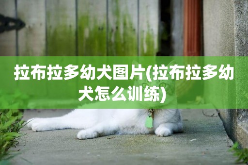 拉布拉多幼犬圖片(拉布拉多幼犬怎么訓練) 