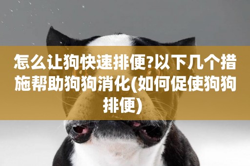 怎么讓狗快速排便?以下幾個措施幫助狗狗消化(如何促使狗狗排便) 