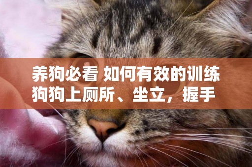 養狗必看 如何有效的訓練狗狗上廁所、坐立，握手 