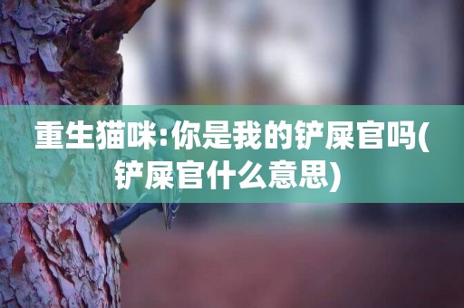 重生貓咪:你是我的鏟屎官嗎(鏟屎官什么意思) 