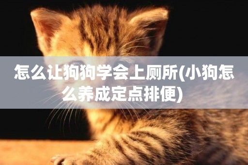 怎么讓狗狗學會上廁所(小狗怎么養成定點排便) 